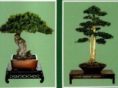 日照市盆景艺术家  魏绪珊