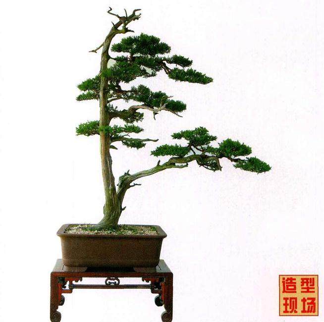 山松盆景在串笔嫁接前的准备工作