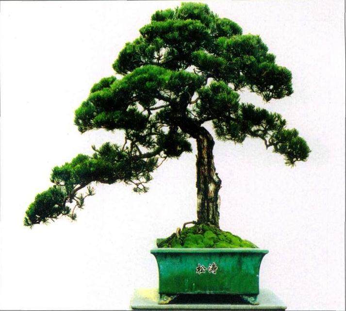 山松盆景在串笔嫁接前的准备工作 图片