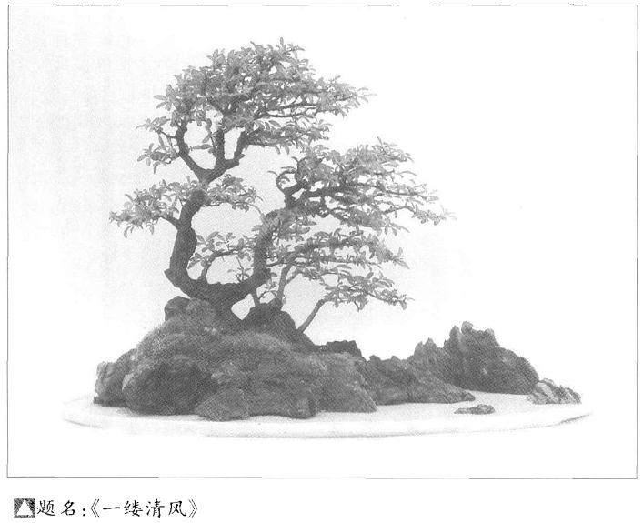 盆景作品成型的4个阶段