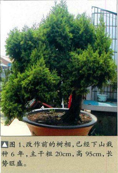 枯干式圆柏盆景的制作记录