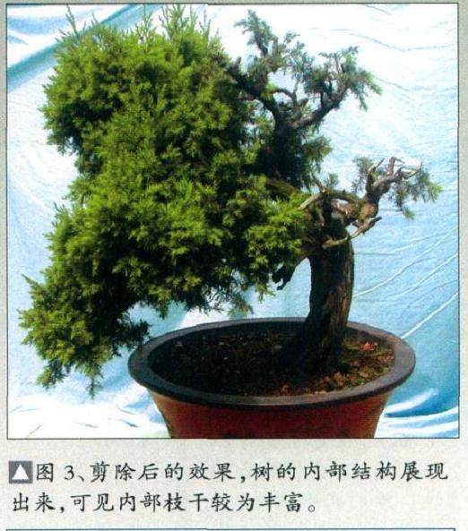 图解 枯干式圆柏盆景怎么制作的9个过程