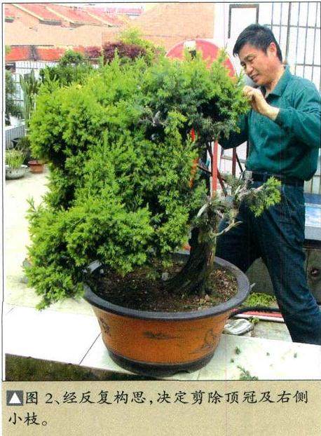 图解 枯干式圆柏盆景怎么制作的9个过程