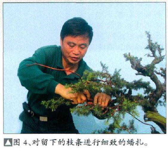图解 枯干式圆柏盆景怎么制作的9个过程