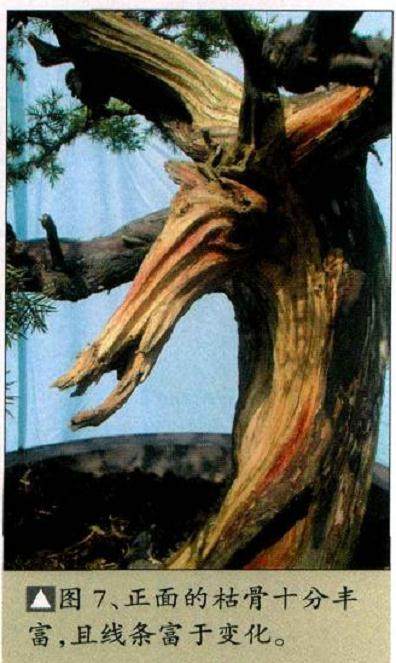 图解 枯干式圆柏盆景怎么制作的9个过程