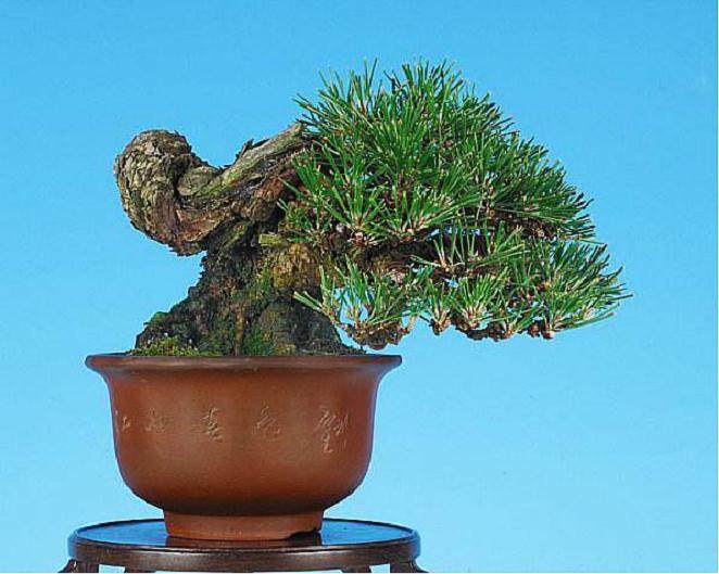 日本盆景源自中国  青出于蓝而胜于蓝