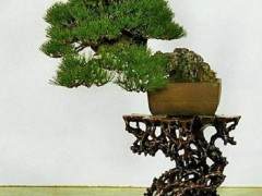 说到日本盆景 总有一些莫名的感慨 略说几点