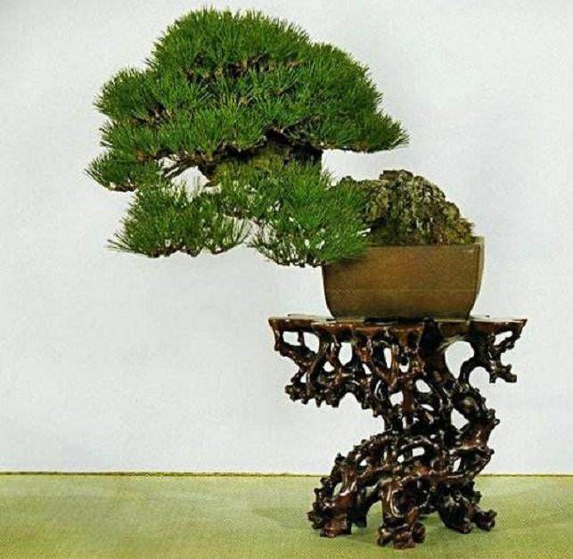 说到日本盆景 总有一些莫名的感慨 略说几点