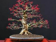 发现在网络上很多人对日本盆景从骨子里排斥