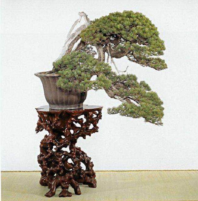 中日国盆景人还是要摆正心态 因为艺术无国界