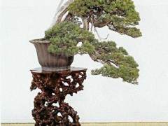 中日国盆景人还是要摆正心态 因为艺术无国界