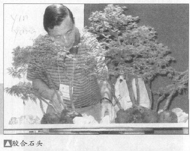 图解 如何制作水旱盆景上的苔藓