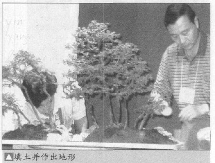 图解 如何制作水旱盆景上的苔藓