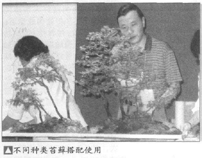 图解 如何制作水旱盆景上的苔藓