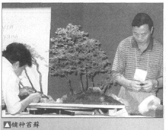 图解 如何制作水旱盆景上的苔藓