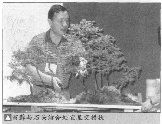 图解 如何制作水旱盆景上的苔藓