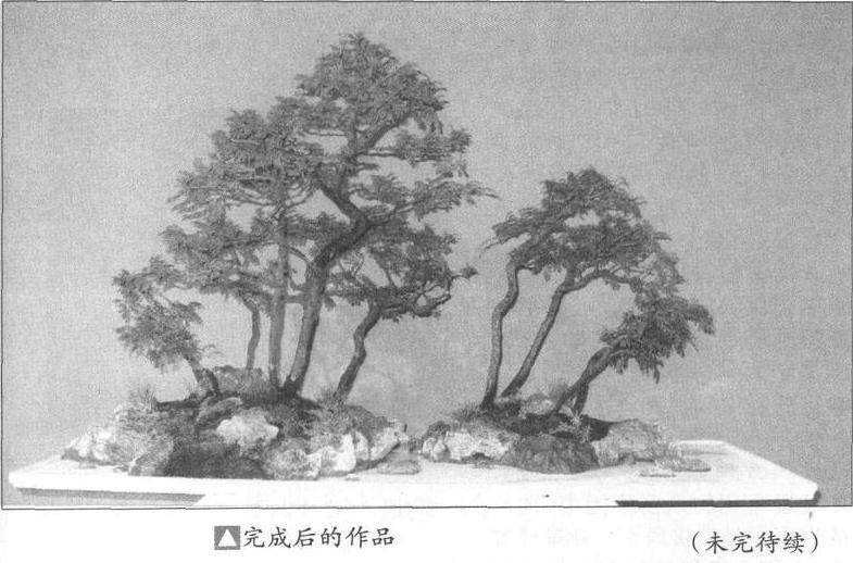 图解 如何制作水旱盆景上的苔藓