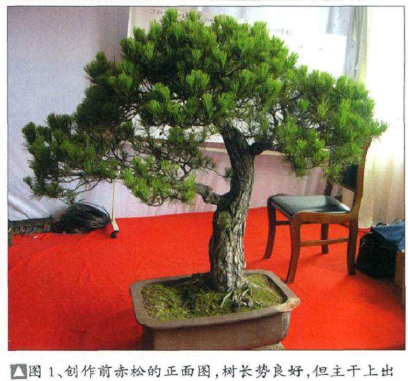 图解 樊顺利演示赤松盆景的制作过程