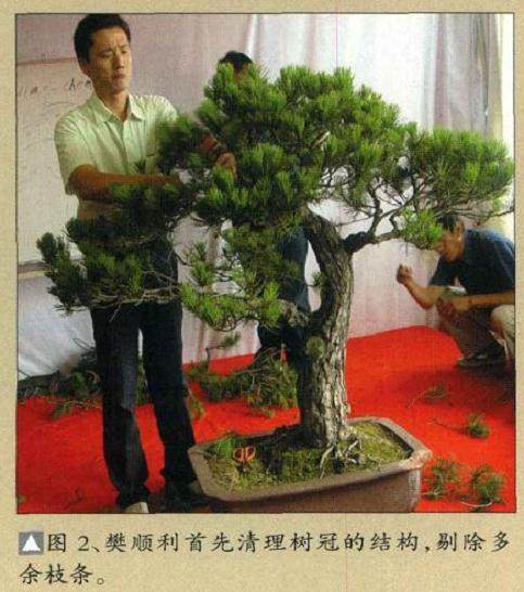 图解 樊顺利演示赤松盆景的制作过程