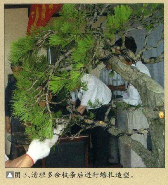 图解 樊顺利演示赤松盆景的制作过程