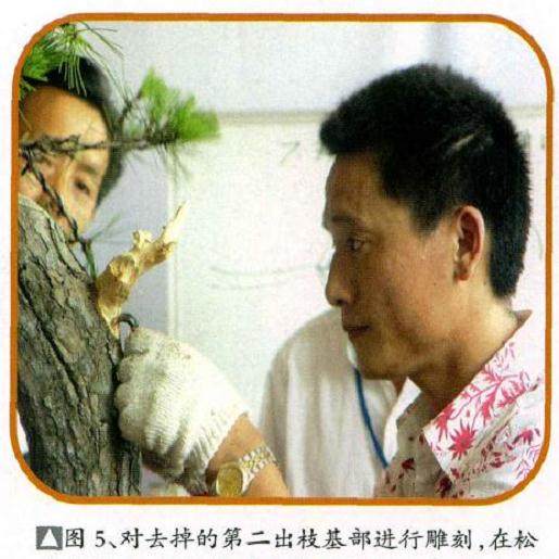 图解 樊顺利演示赤松盆景的制作过程