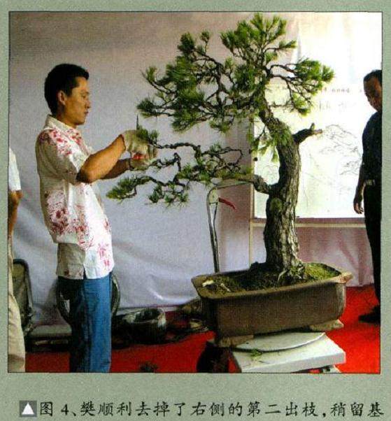 图解 樊顺利演示赤松盆景的制作过程