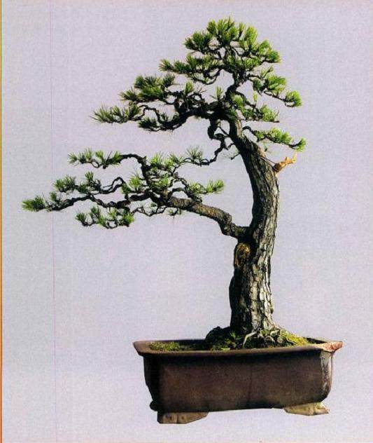 图解 樊顺利演示赤松盆景的制作过程