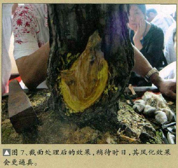 图解 樊顺利演示赤松盆景的制作过程