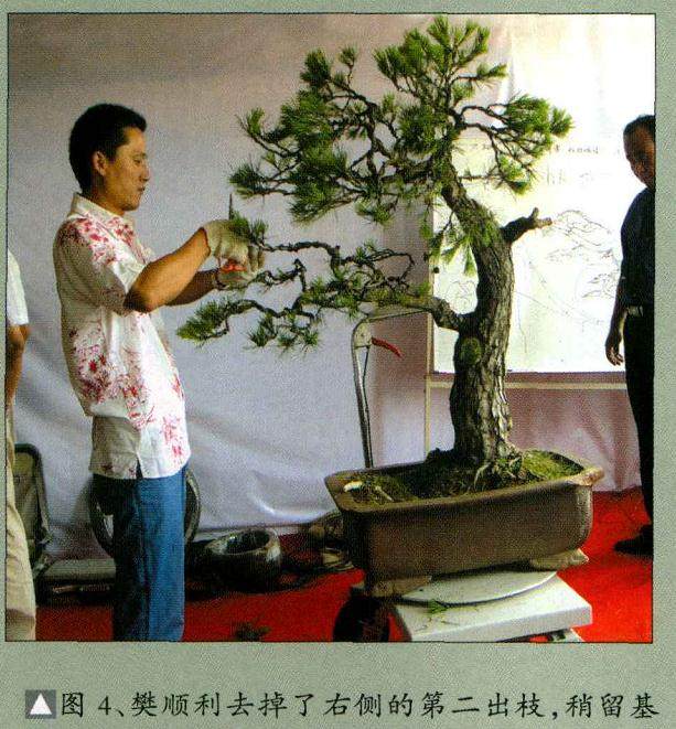 图解 樊顺利演示赤松盆景的制作过程