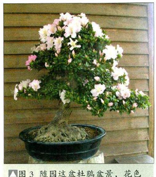 阜阳盆景协会按协会年度活动计划