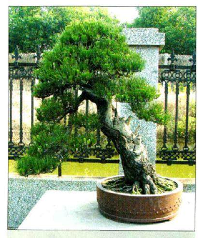 阜阳盆景协会按协会年度活动计划