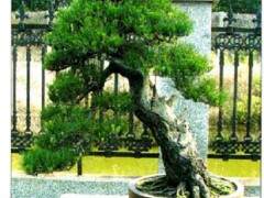 阜阳盆景协会按协会年度活动计划