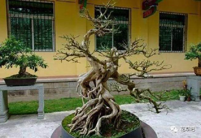 树桩盆景的一般制作方法 图片