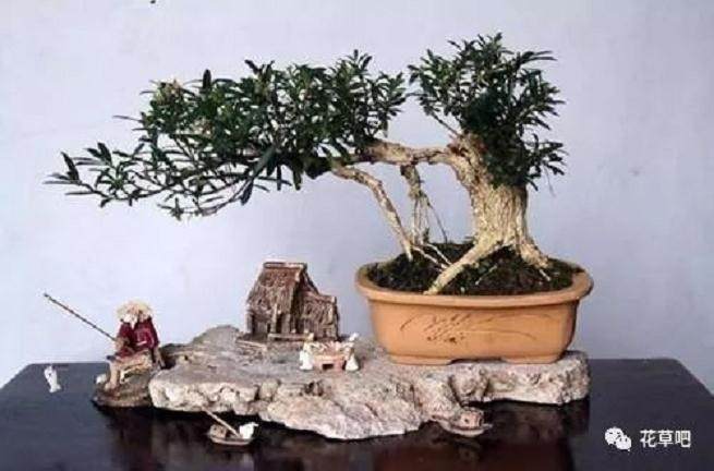 树桩盆景的一般制作方法 图片