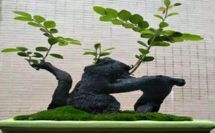 黑骨茶盆景为何容易落叶？