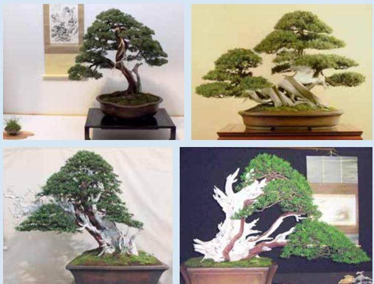 评判盆景  谁来决定什么样子是最好的？