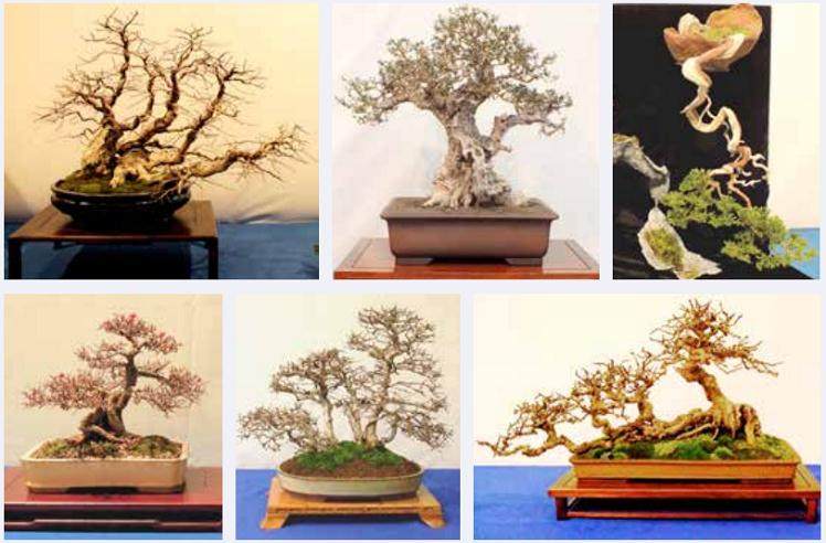 评判盆景  谁来决定什么样子是最好的？