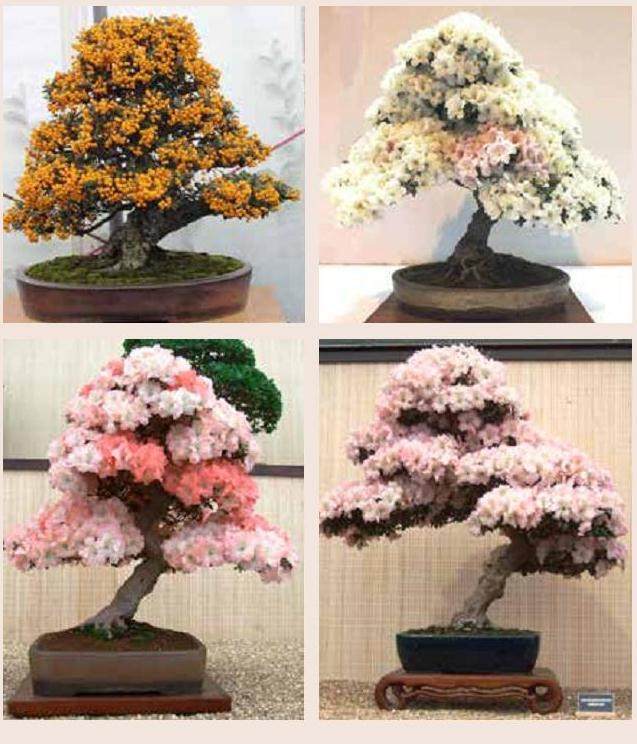 评判盆景  谁来决定什么样子是最好的？