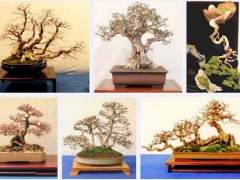 评判盆景  谁来决定什么样子是最好的？