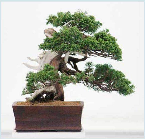 谁知道评判盆景的标准是什么?