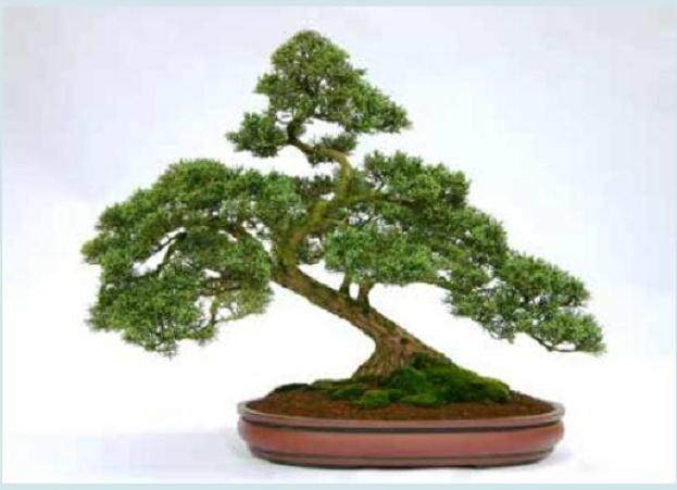谁知道评判盆景的标准是什么?
