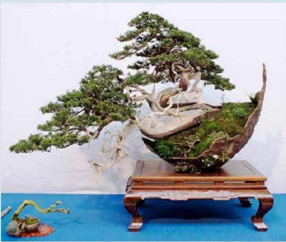 谁知道评判盆景的标准是什么?