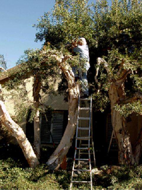 Lew Buller在59岁时发现了圣地亚哥盆景俱乐部