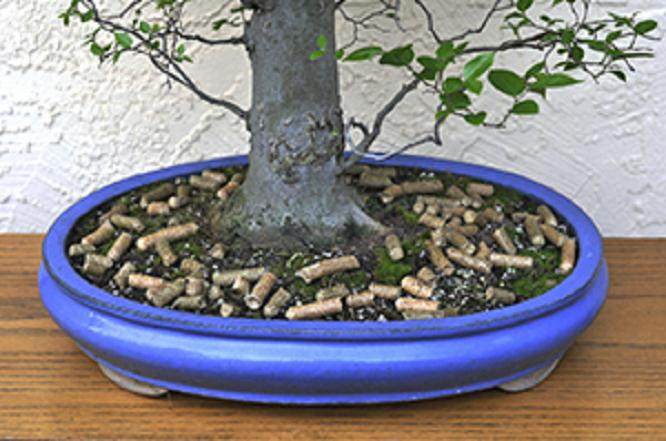 盆景施肥间隔时间:从一周到一个月不等