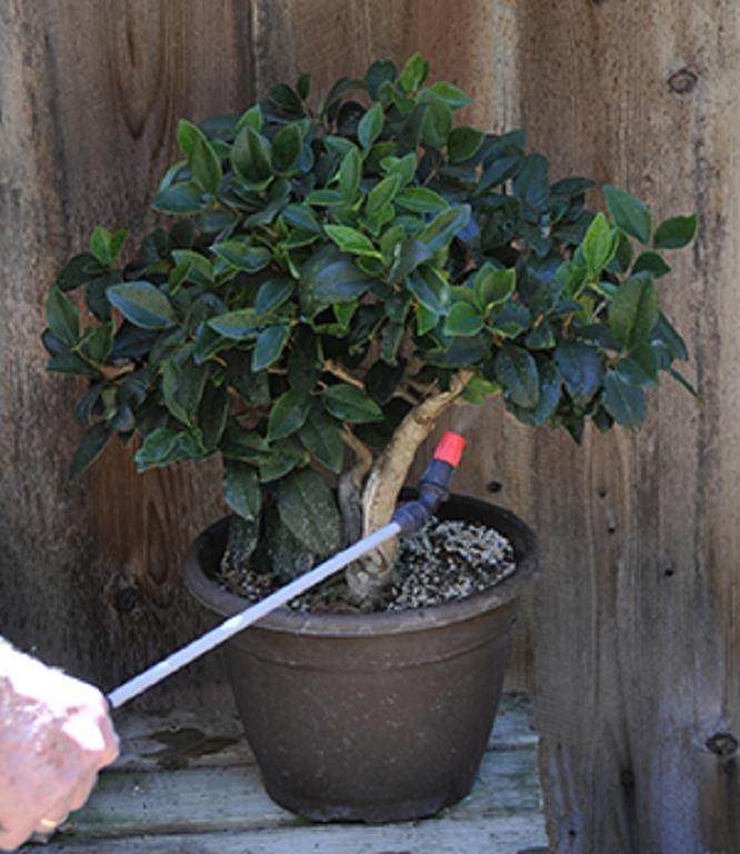 盆景施肥间隔时间 从一周到一个月不等