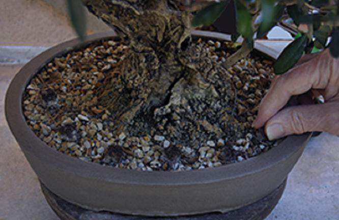 盆景施肥间隔时间 从一周到一个月不等