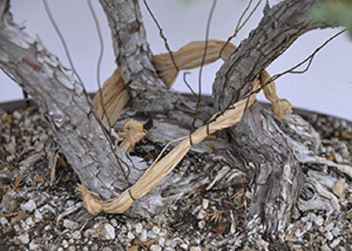 通过盆景盘扎技术来保护分枝 图片