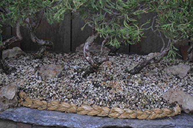 通过盆景盘扎技术来保护分枝 图片