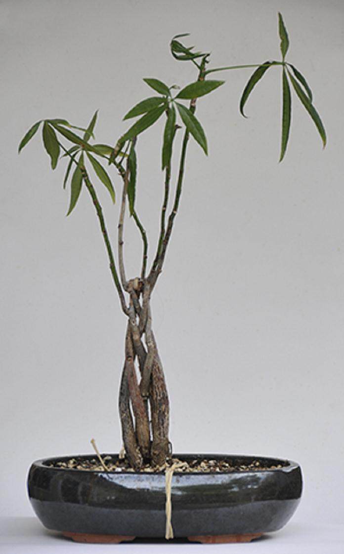 通过盆景盘扎技术来保护分枝 图片