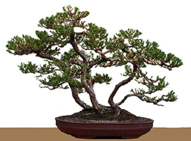 杜松盆景的盘扎技术